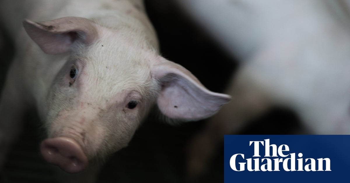 Pig and chicken cull possible as Victoria coronavirus lockdown hits abattoirs