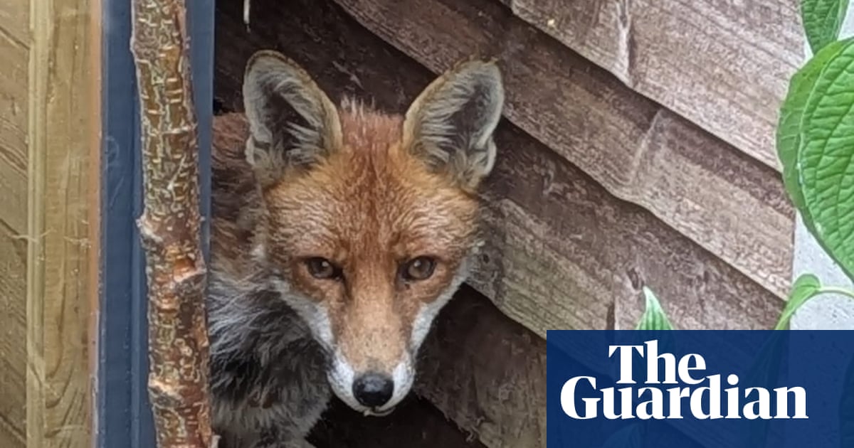 Country diary: The thin, hungry fox goes for the sleepy hen | Nic Wilson