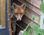 Country diary: The thin, hungry fox goes for the sleepy hen | Nic Wilson