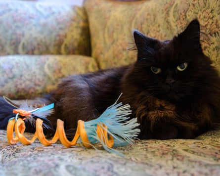 Adult black cat lies on sofa with teaser toy.