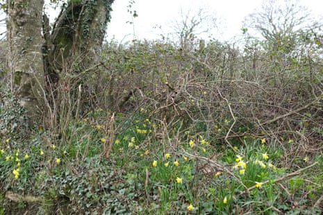 Wild daffodils light the under-storey of the roadside hedge.