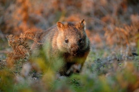 Significant suffering': experts call for national plan to save wombats from mange | Environment | The Guardian Significant suffering': experts call for national plan to save wombats from mange | Environment | The Guardian