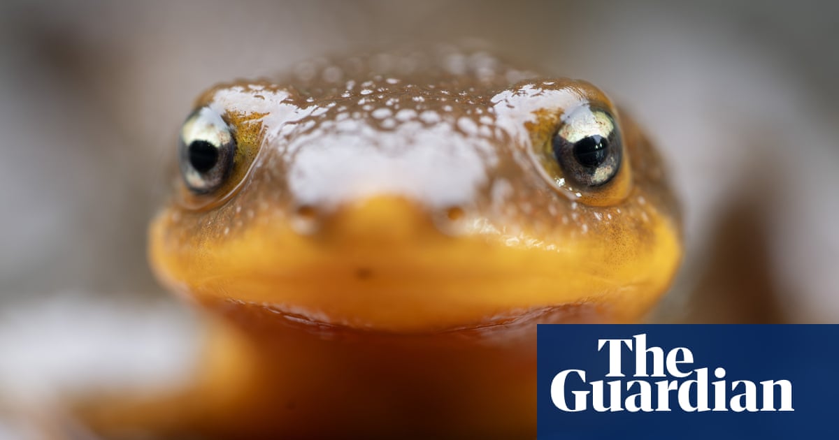 Week in wildlife: a toxic newt, a rescued gibbon and baby flying foxes
