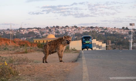 A spotted hyena by the side of a road leading to Harar