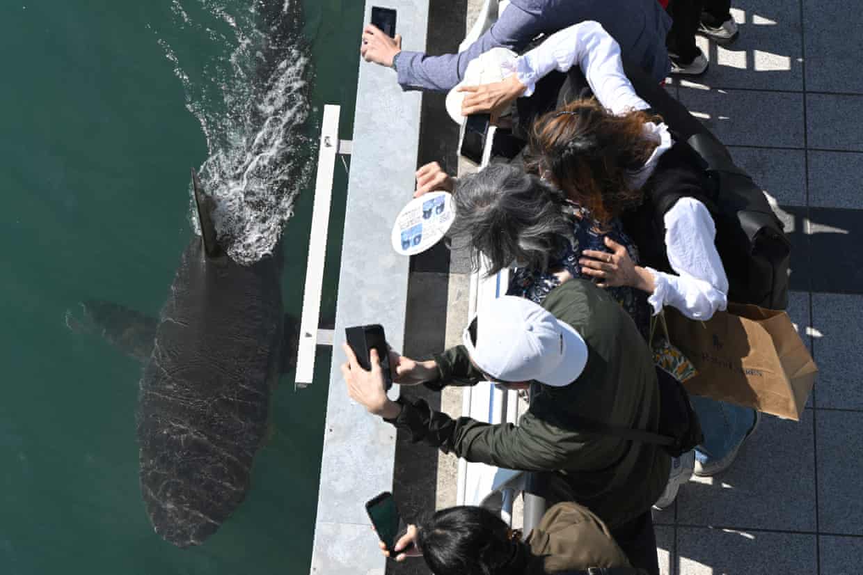 People lean over railings to look at the shark in the water below them.