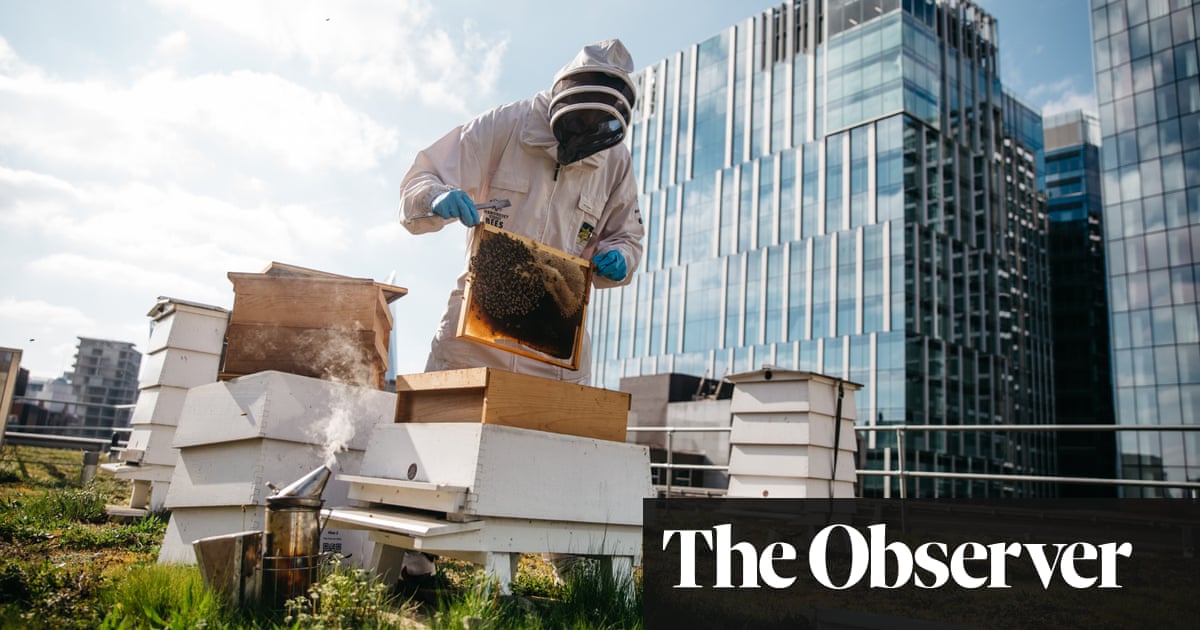 The number of beehives in Britain’s cities is growing rapidly, putting pressure on native bees ‘that really need our help’, say scientists and e