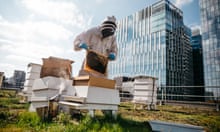 The insect apocalypse: ‘Our world will grind to a halt without them ...