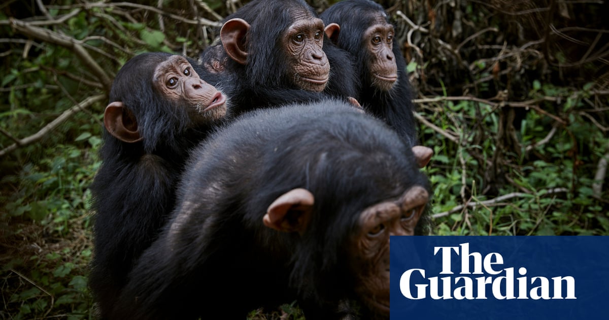 Inside the DRC’s safe haven for endangered primates ...