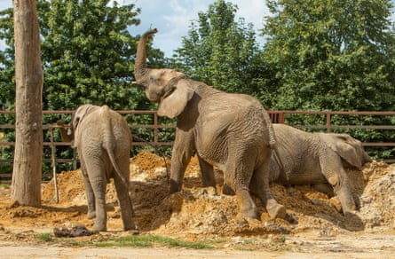 Elephants at Howletts Wild Animal Park