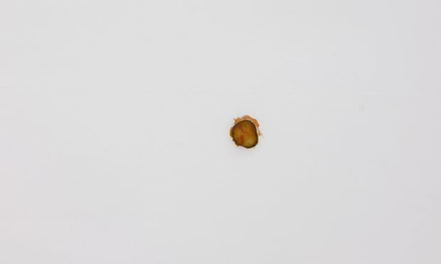 Matthew Griffin’s Pickle, 2022, an artwork exhibited in Auckland that comes from a McDonald’s cheeseburger