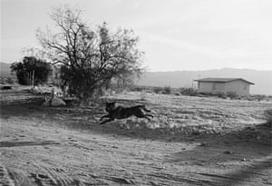 D23F29 (from the series Dogs Chasing My Car in the Desert), 1996-1998Spanning over 40 years, John Divola’s work has consistently questioned the limits of photography. His series Dogs Chasing My Car in the Desert (1996–98) captures portraits of dogs pursuing his car while he photographed them in motion with a motorised 35mm camera. The grainy black-and-white images evoke the spirit of Eadweard Muybridge’s stop-motion studies and explore the herding relationship between man and animal with a slightly comic approach