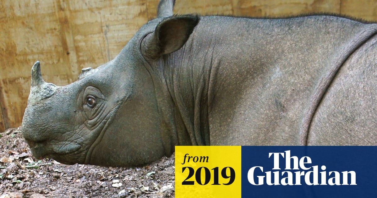 Malaysia's last male Sumatran rhino dies | Endangered species | The
