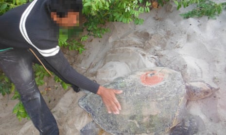 An anonymous poacher, known as a Huervero in Nicaragua, moves a tagged sea turtle to get to the eggs.