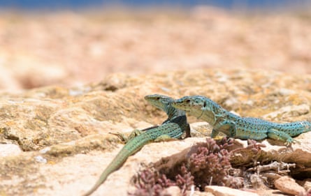 A pair of Ibiza wall lizards