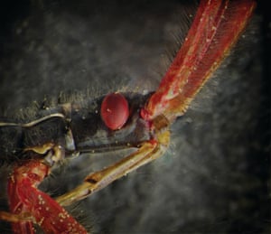 The assassin bug injects its prey with a lethal cocktail of poison and digestive enzymes