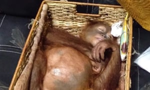 A rescued two-year-old orangutan resting inside a rattan basket, after a smuggling attempt by a Russian tourist at Bali’s international airport in Denpasar. 3000.jpg?width=300&quality=85&auto=forma