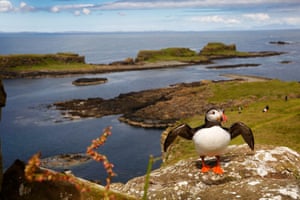 Puffins nest on the Treshnish Isles