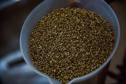 Hemp: the inexperienced crop tied down by purple tape within the US | Agriculture Hemp: the inexperienced crop tied down by purple tape within the US | Agriculture