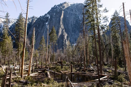 A stand of trees are bare and some broken. A mountain in the background is dusted with snow.