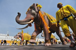 Elephants during a procession to honor King Maha Vajiralongkorn