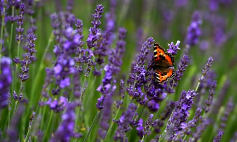 Encouraging insects back into arable land | Letters | The Guardian