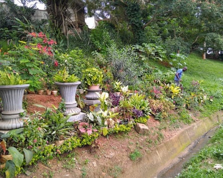 An African man standing in a garden with urns planted on a slope above a culvert
