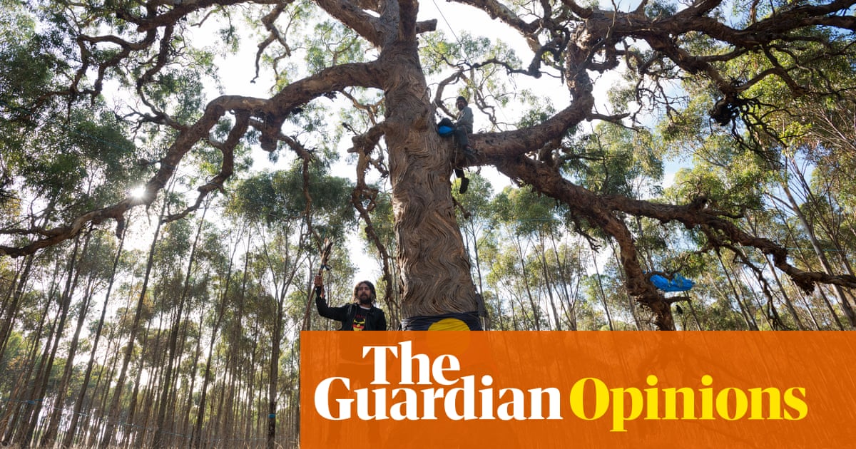 The government wants to bulldoze my inheritance: 800-year-old sacred trees | Nayuka Gorrie
