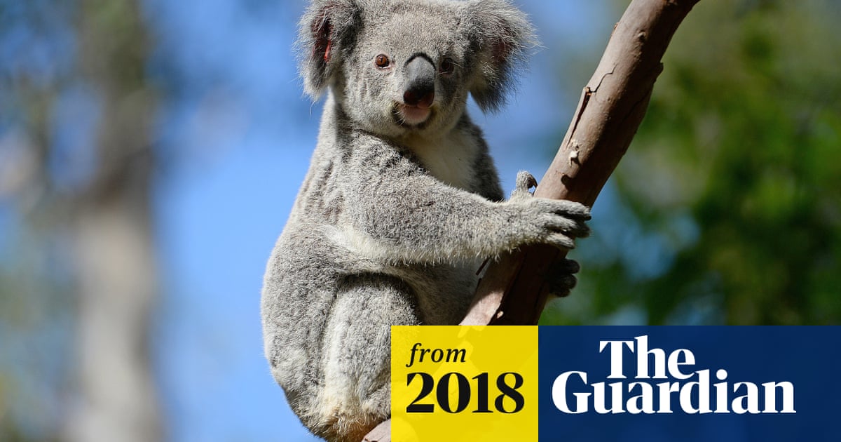 Tree Clearing Not Urban Sprawl Wiping Out Koalas In Queensland