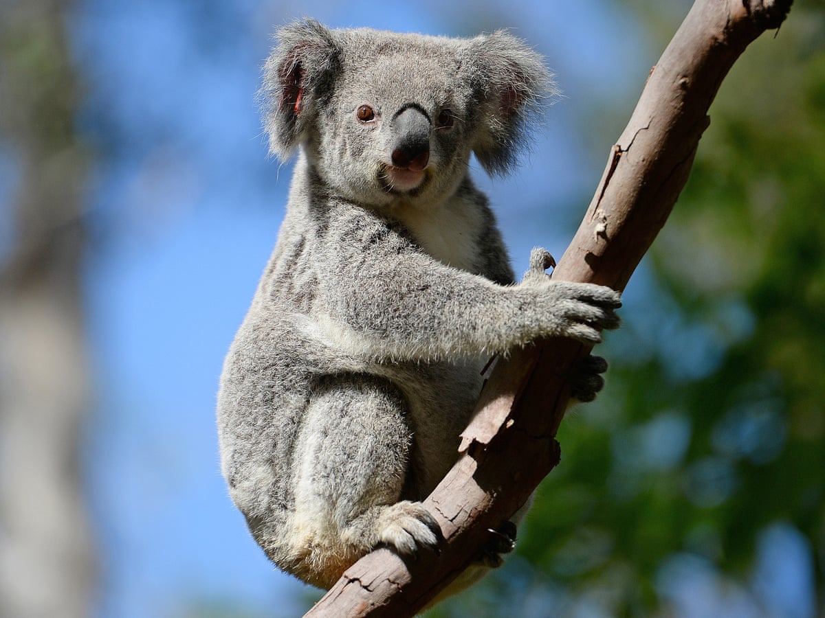 Tree clearing, not urban sprawl, wiping out koalas in Queensland ...