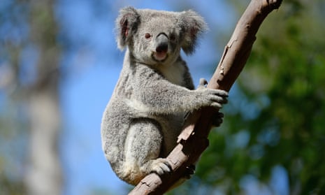 The clearing of agricultural land in Queensland is putting koalas under threat, say environmentalists. 