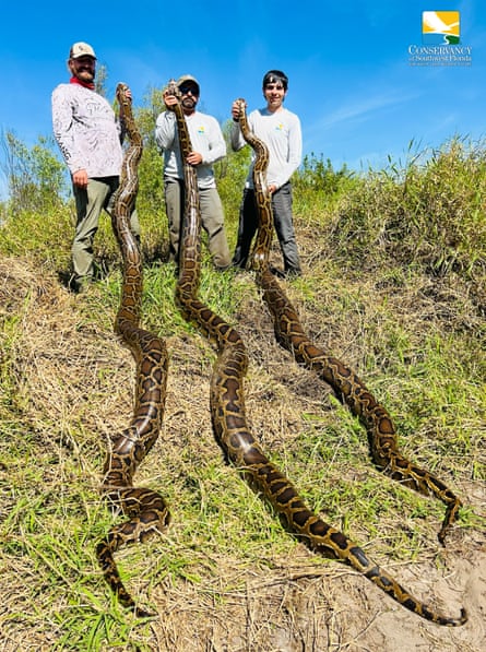 Three people holding pythons.