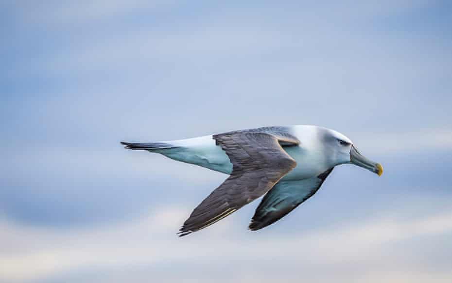 White-capped mollymawk (Thalassarche cauta) aka White-capped albatross in flight. Foveaux Strait, Stewart Island, New Zealand December, 2014