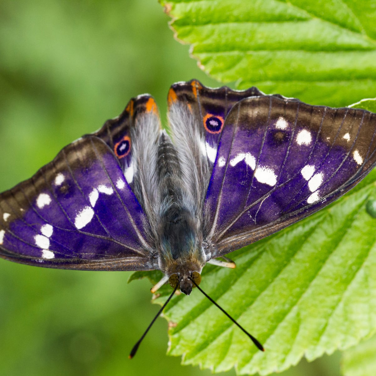 Real Purple Butterflies