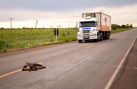 Dead anteater on the road in front of an approaching truck
