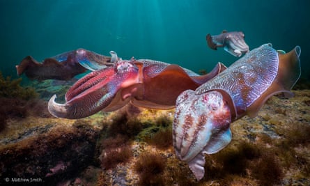 Cuttlefish like the ones that swim in Cabbage Tree Bay marine reserve. The fins that propel the cuttlefish flap in the water like a cape in the breeze.