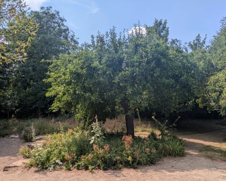 The apple tree (now a Laxton’s superb).
