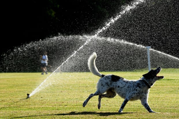 A dog cools off in a sprinkler during hot weather.