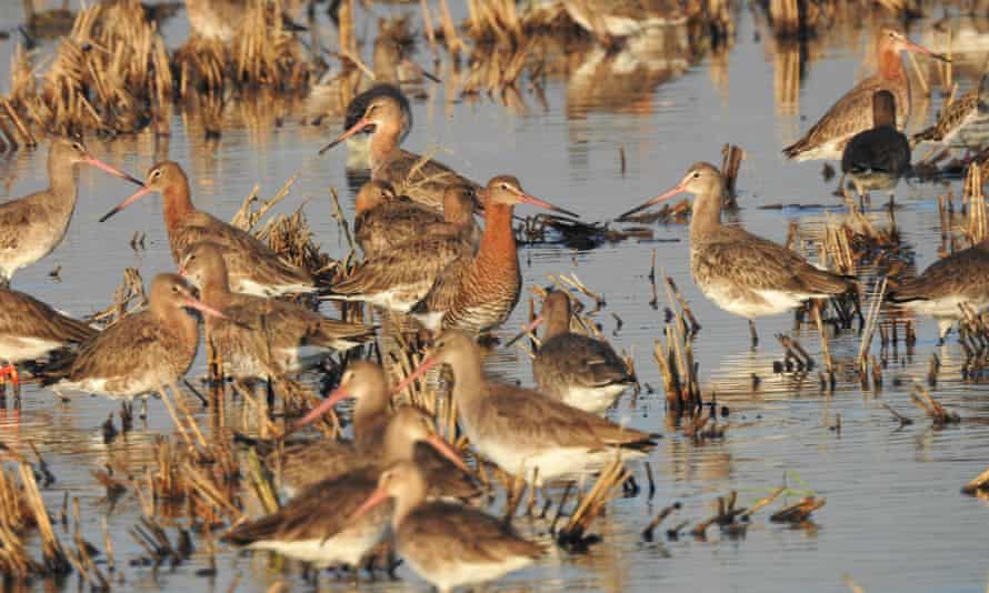 Black-tailed godwits