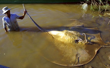 A Cambodian fisherman holds a giant stingray.