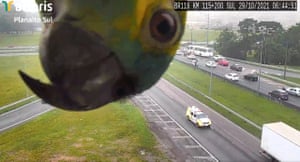 A turquoise-fronted amazon parrot (Amazona aestiva) looks into a CCTV camera above a highway, in Curitiba, Brazil