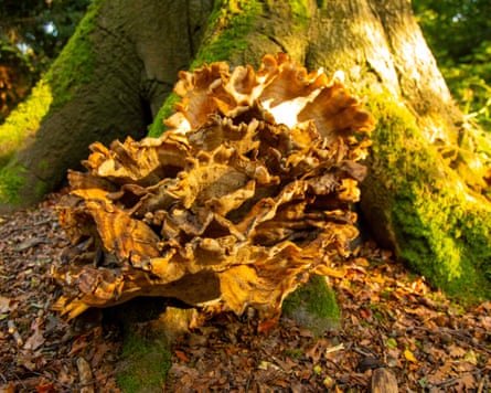 Mushrooms of a yellow hue with chicken-like texture growing at the foot of a moss-covered tree