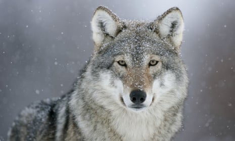 A European grey wolf.