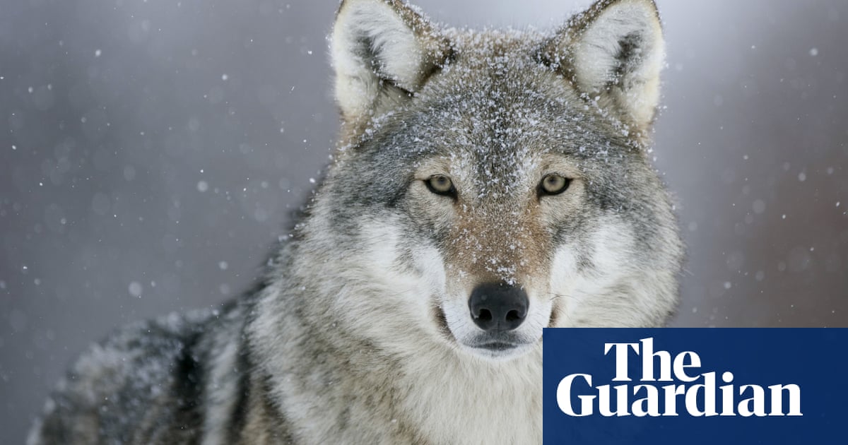 Reintroducing wolves to UK could hit rewilding support, expert says