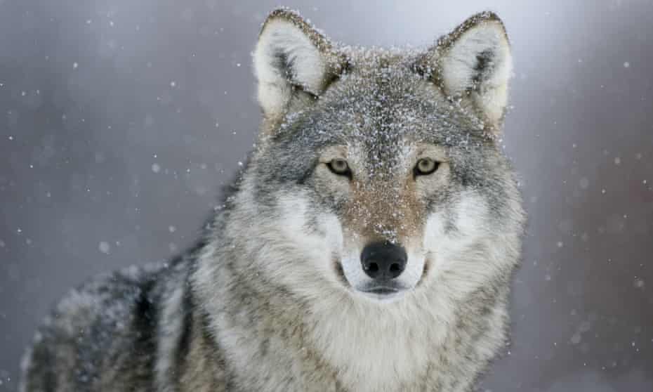 The gray wolf once numbered in the tens of thousands in the US, but was pushed to the brink of extinction.