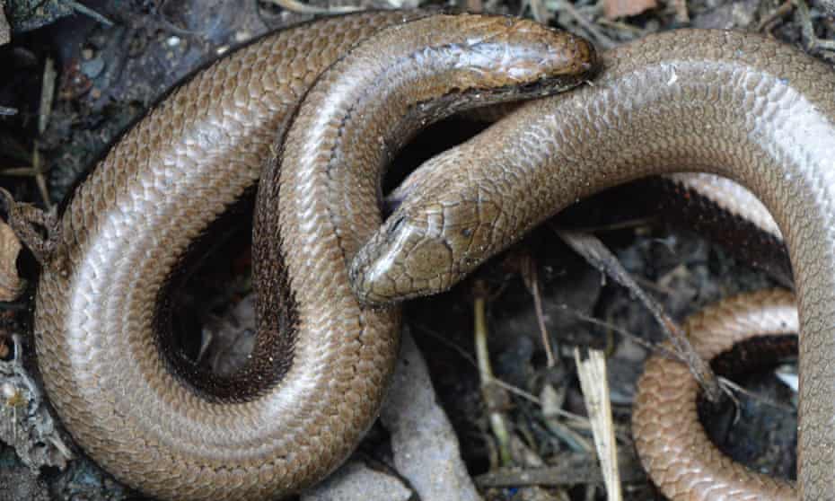 Two slow worms