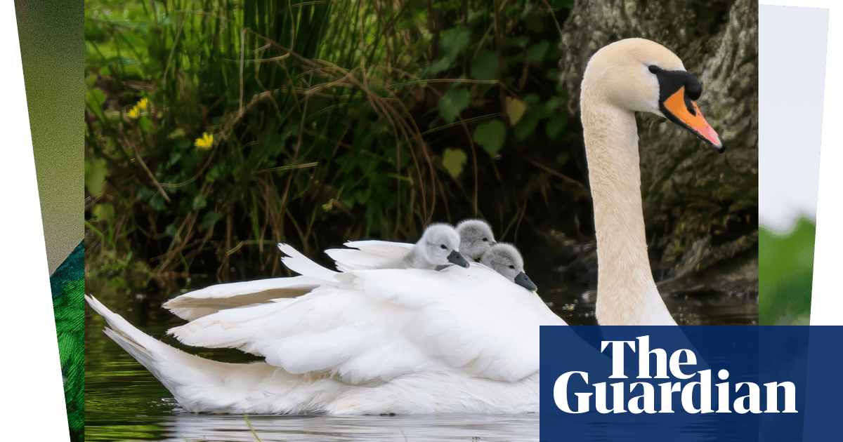Week in wildlife: hitchhiking cygnets, a criminal duck and hopping hares