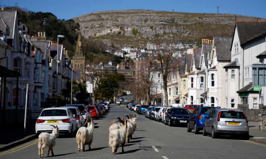 Mountain goats roam the streets of LLandudno, Wales, on 31 March 2020.