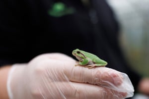 A small green frog on a hand in a transparent glove