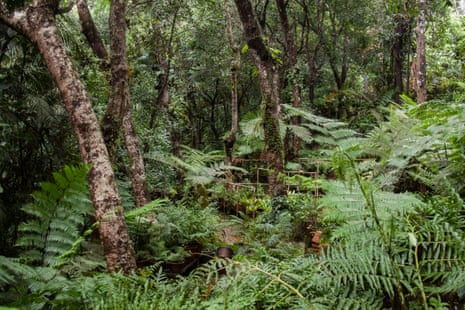 Dense tree ferns in a rainforest