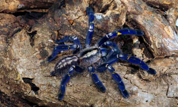 The Ultimate Lovely Legs Competition The World S Nine Most Beautiful Spiders Environment The Guardian